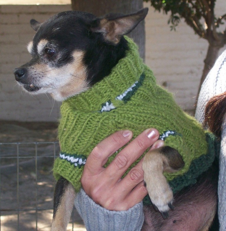 Other Photos of thie Dog