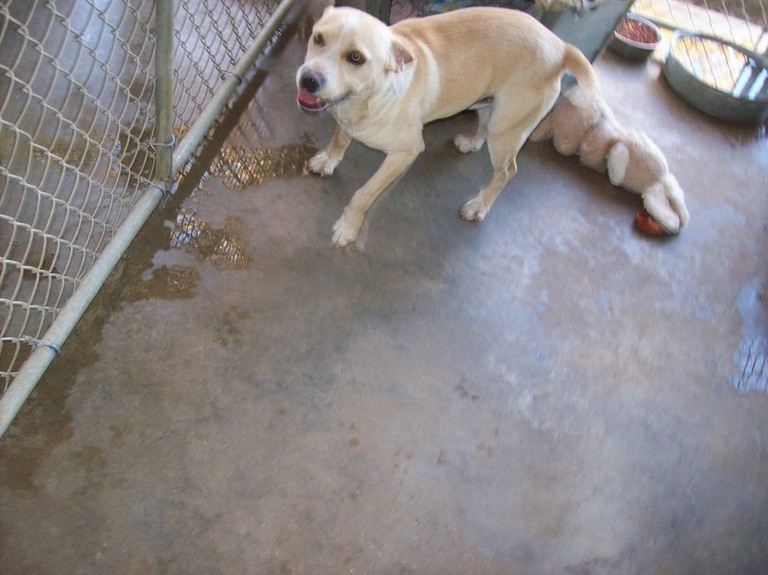 Other Photos of thie Dog