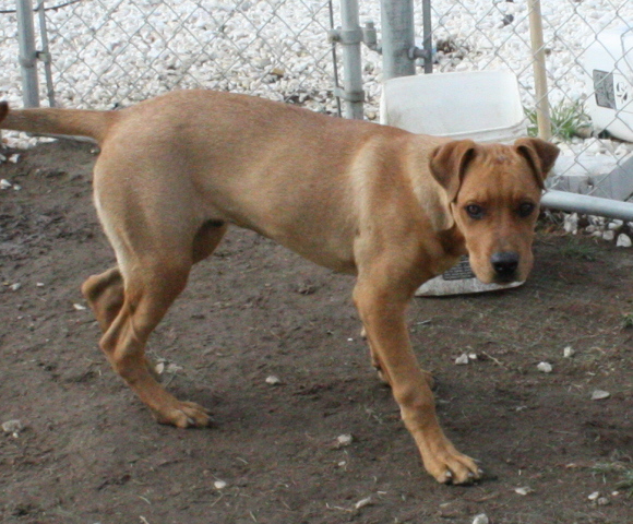 Other Photos of thie Dog