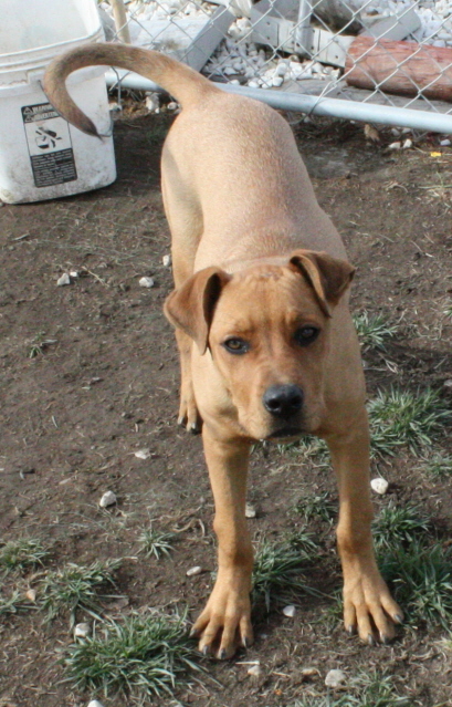 Other Photos of thie Dog