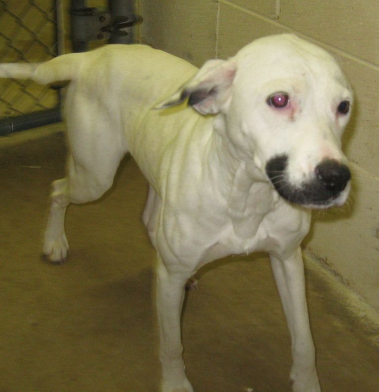Other Photos of thie Dog