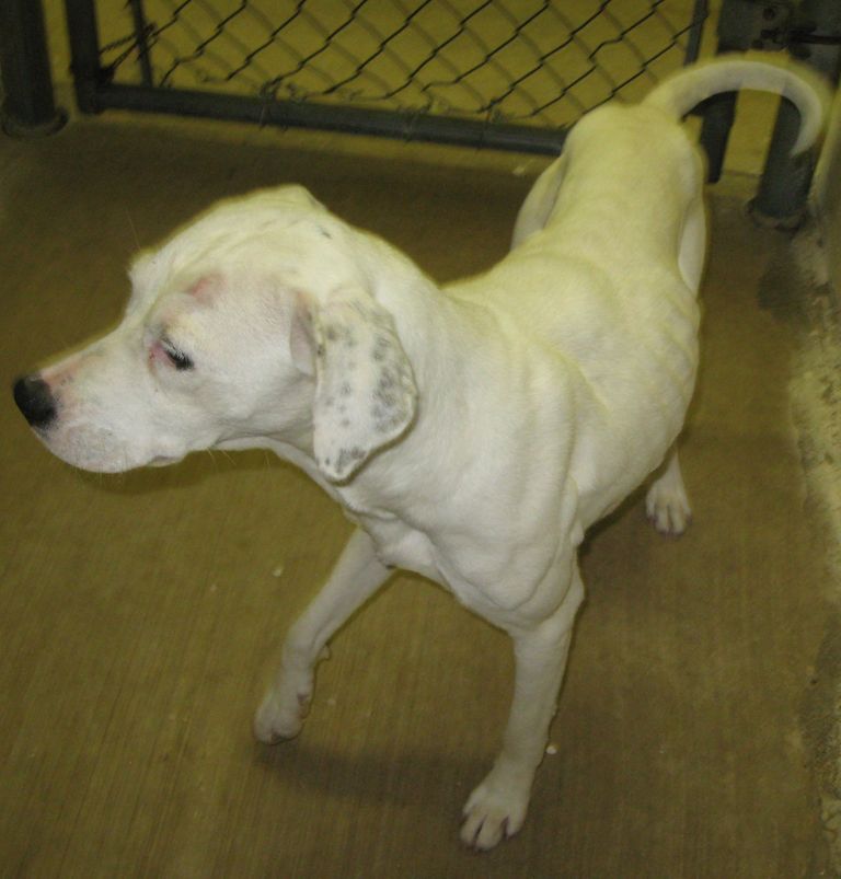 Other Photos of thie Dog