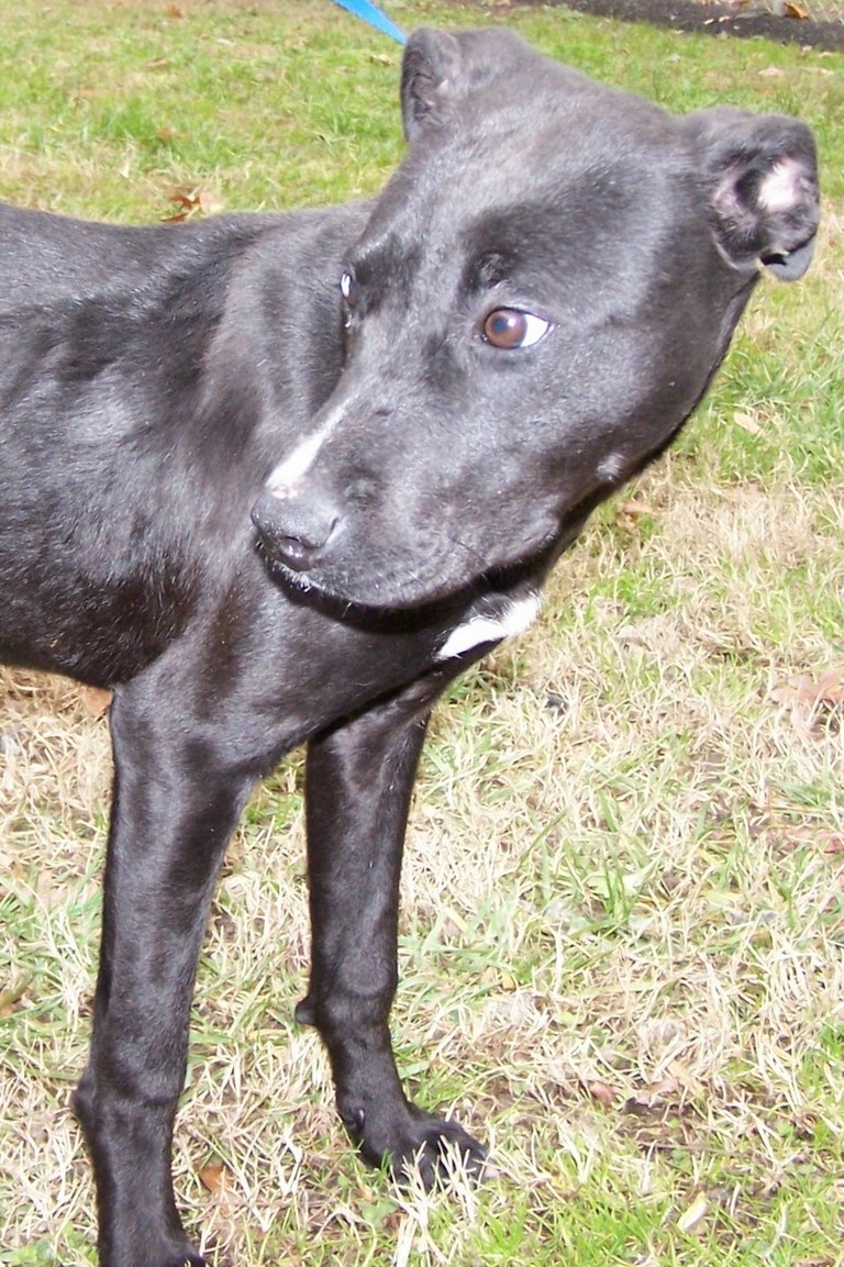 Other Photos of thie Dog