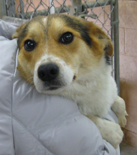 Other Photos of thie Dog