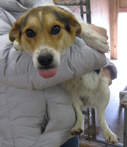 Other Photos of thie Dog