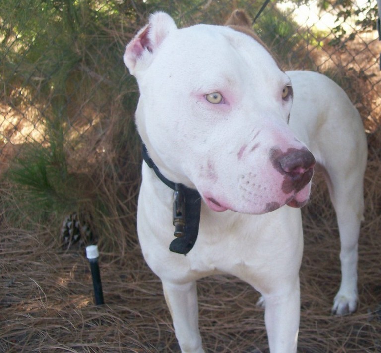 Other Photos of thie Dog