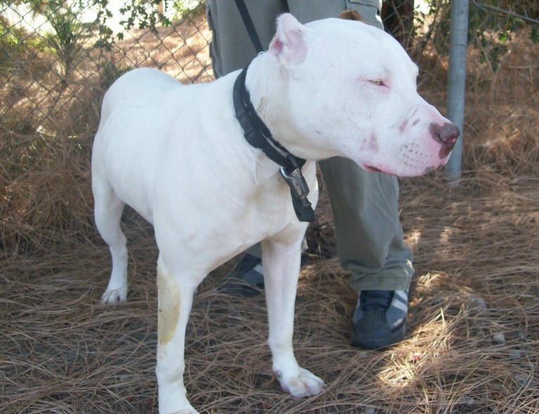 Other Photos of thie Dog