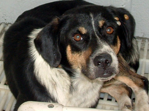 Other Photos of thie Dog