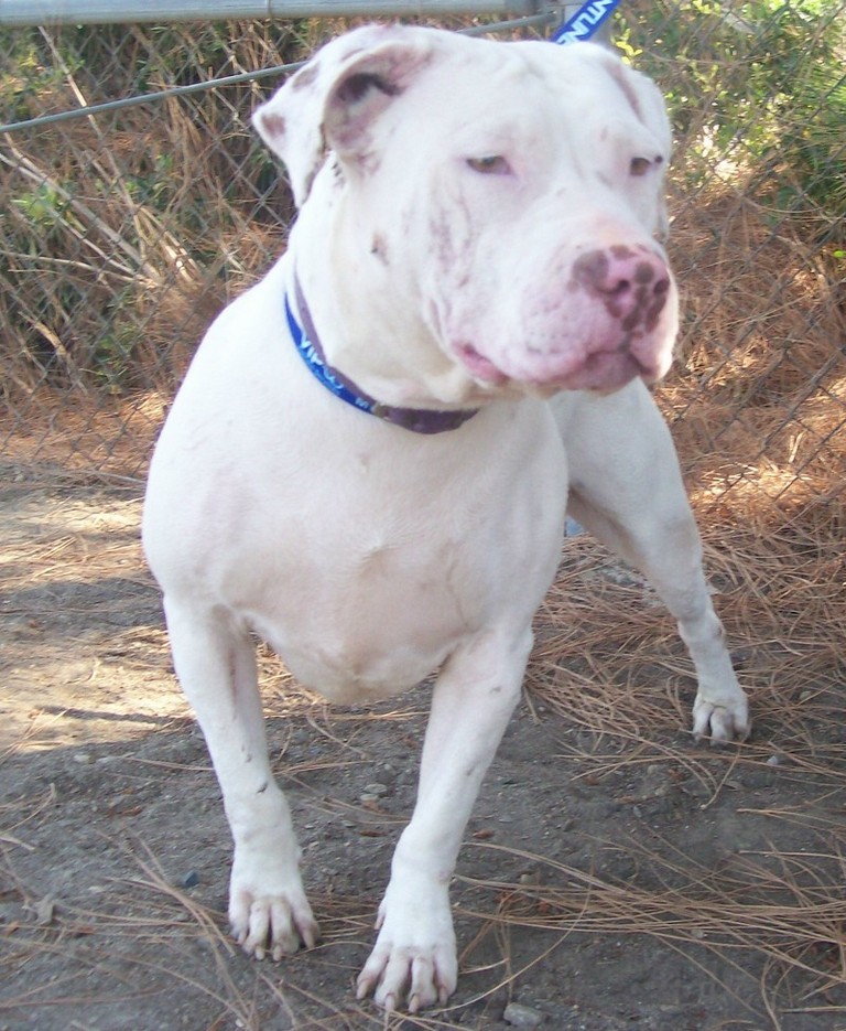 Other Photos of thie Dog
