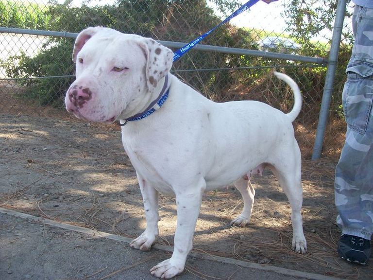 Other Photos of thie Dog