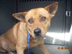 Main Photo of this Dog
