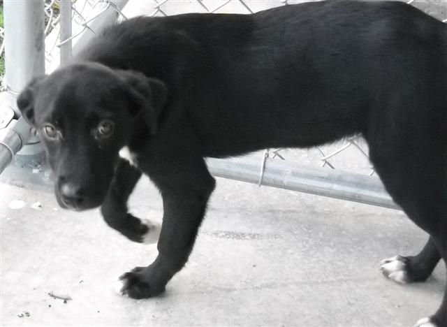 Other Photos of thie Dog