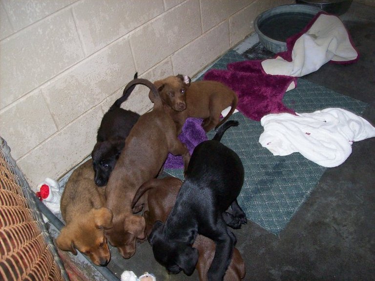 Other Photos of thie Dog