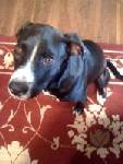 Other Photos of thie Dog