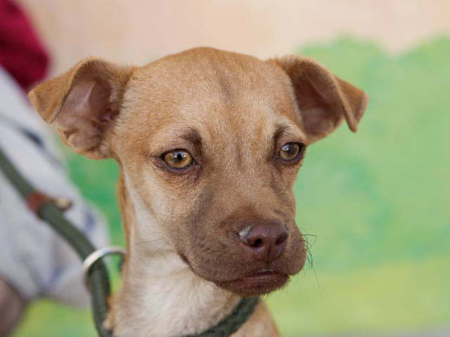 Main Photo of this Dog