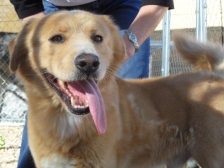 golden retriever basenji mix