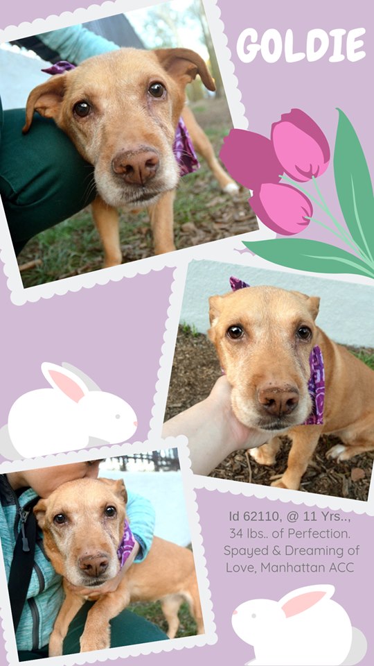 Other Photos of thie Dog
