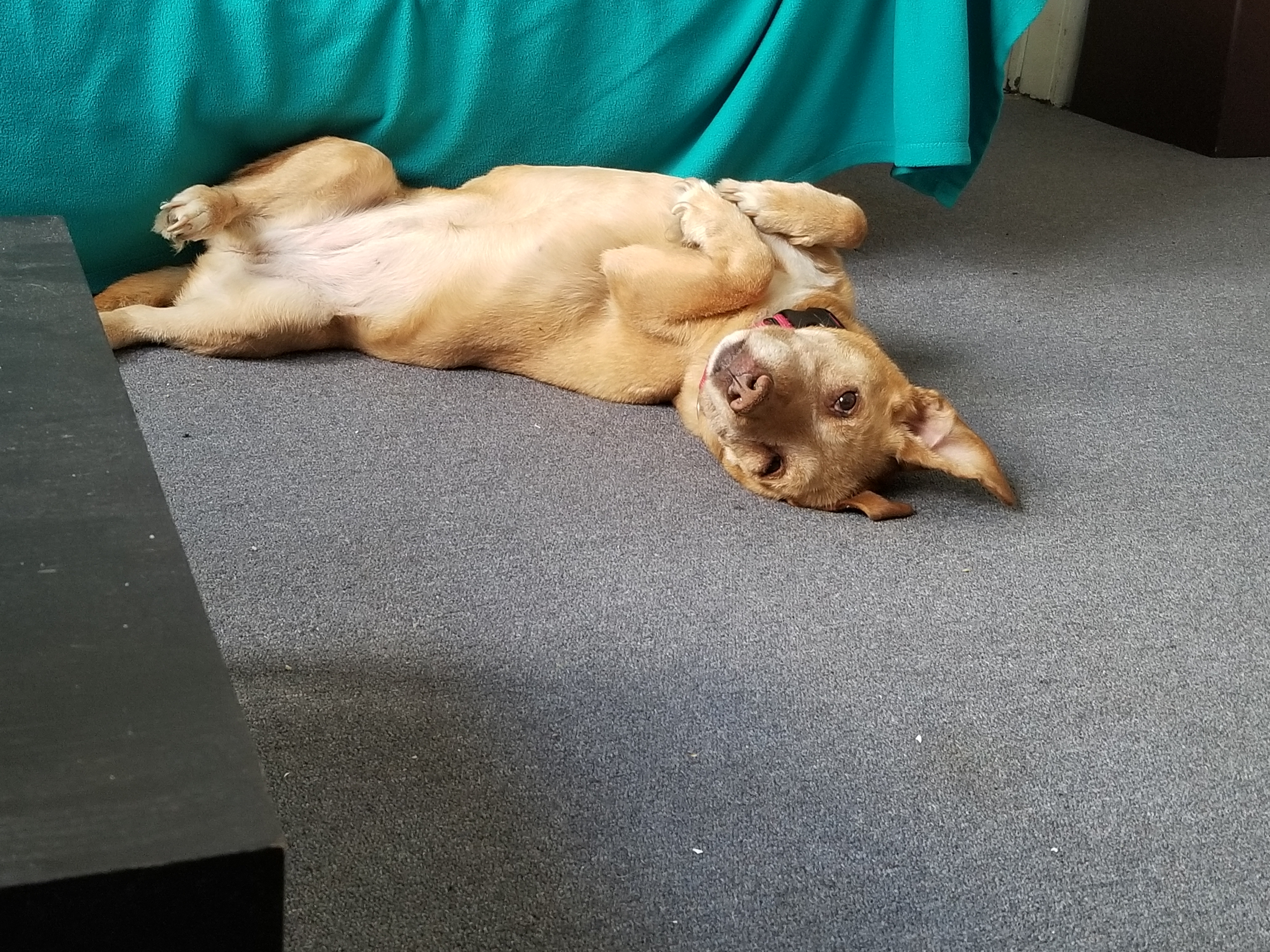 Other Photos of thie Dog