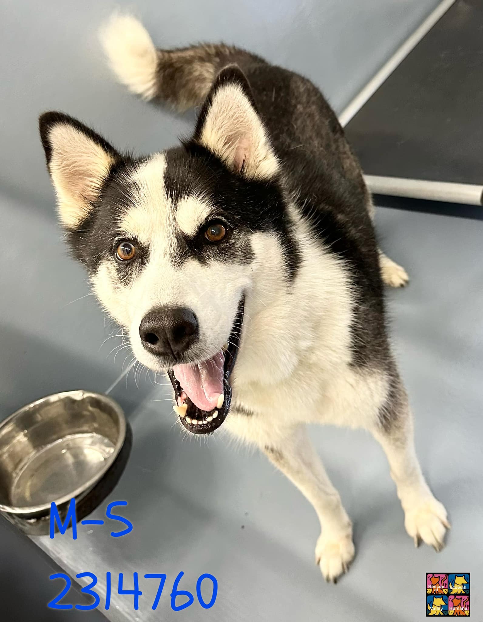 Main Photo of this Dog