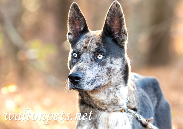 Other Photos of thie Dog