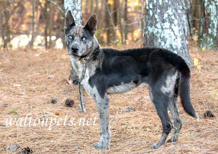Other Photos of thie Dog