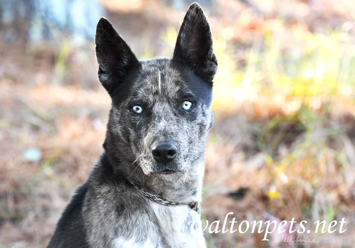 Other Photos of thie Dog