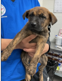 Main Photo of this Dog