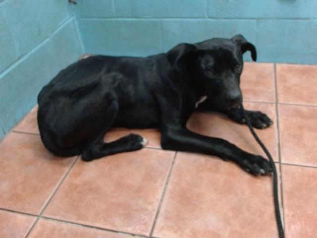 Other Photos of thie Dog