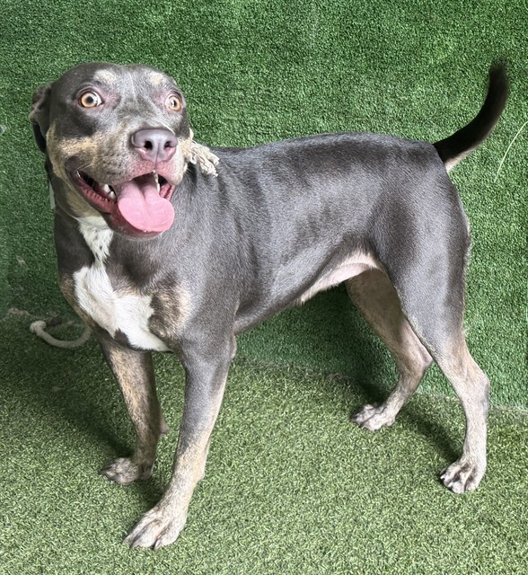 Freya, a American Staffordshire Terrier, available for adoption