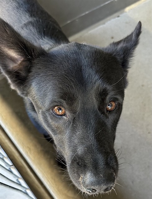 Other Photos of thie Dog