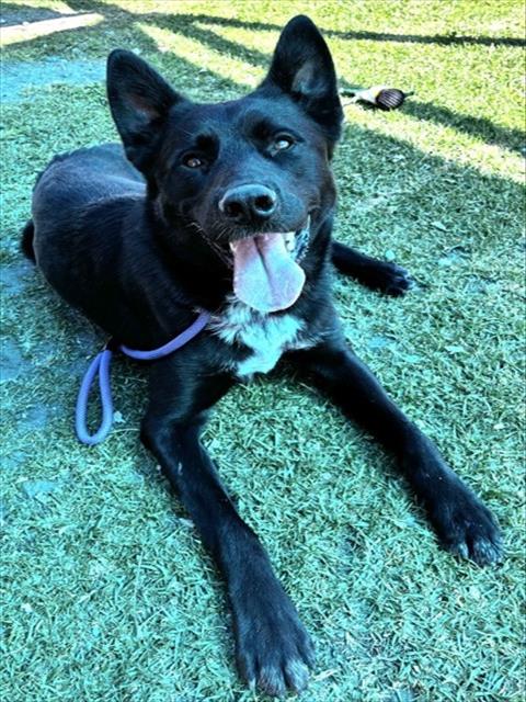Zorro, a Shepherd, available for adoption
