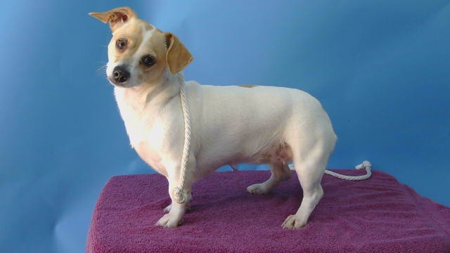 Nyla, a Jack Russell Terrier, available for adoption