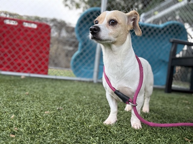 Nyla, a Jack Russell Terrier, available for adoption