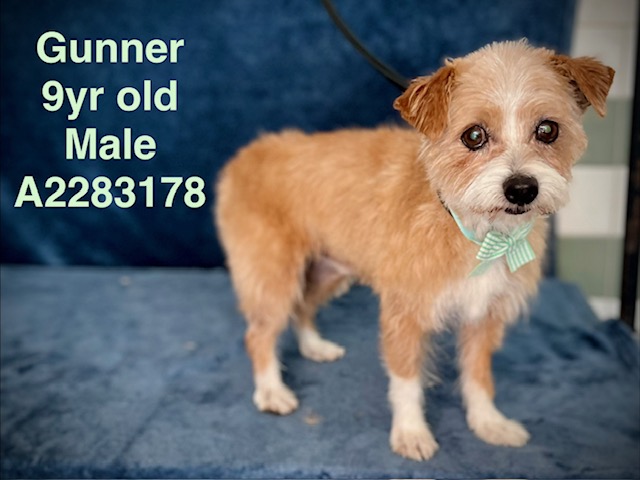 Gunner, a Norfolk Terrier, available for adoption
