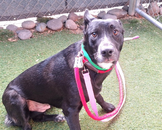 Roxanne, a Black Labrador Retriever (mix breed), available for adoption