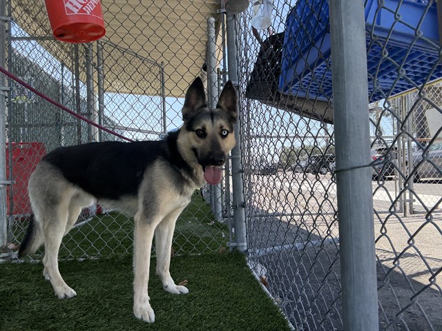 Apolo, a German Shepherd, available for adoption