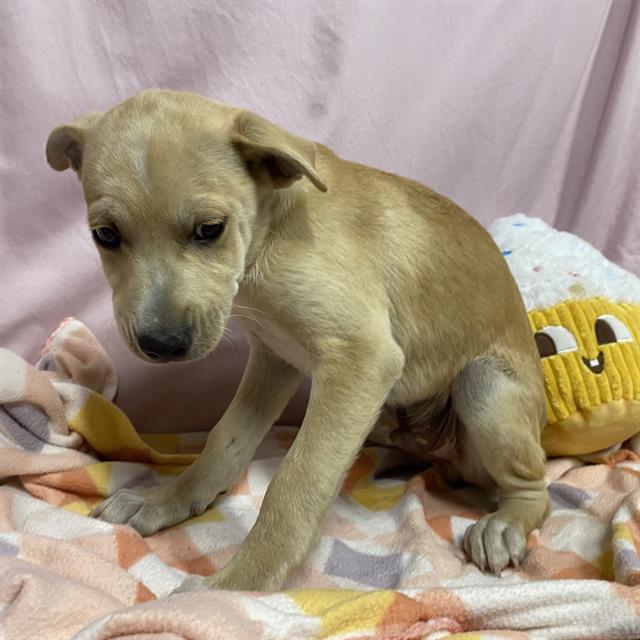 Quill, a Labrador Retriever, available for adoption