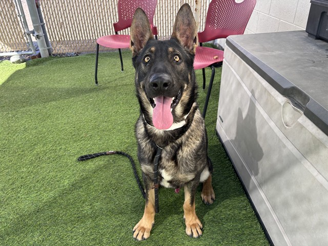 Black Eclipse, a German Shepherd, available for adoption