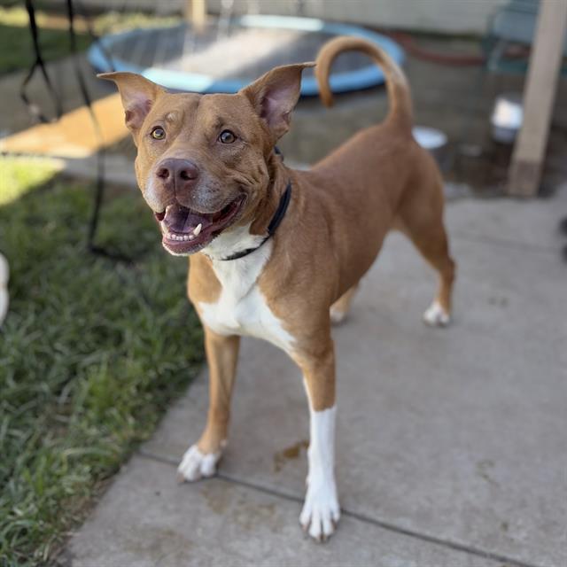 Mister, a Pit Bull Terrier, available for adoption