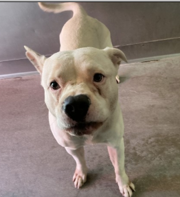 Guero, a Pit Bull Terrier (mix breed), available for adoption