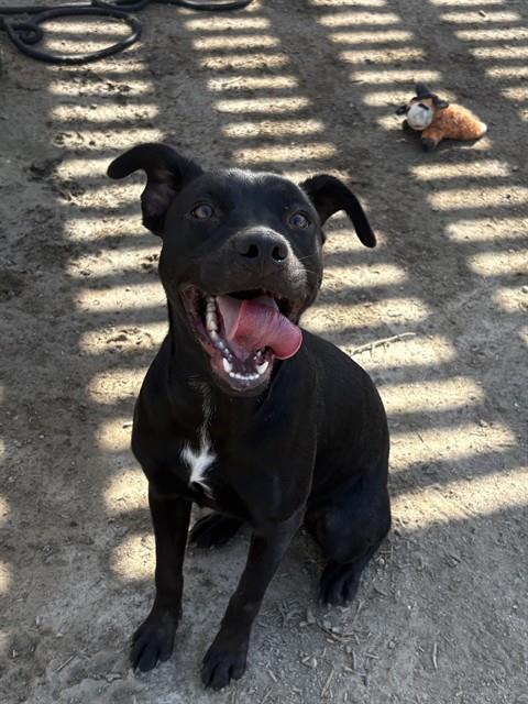Cleo, a Black Labrador Retriever (mix breed), available for adoption