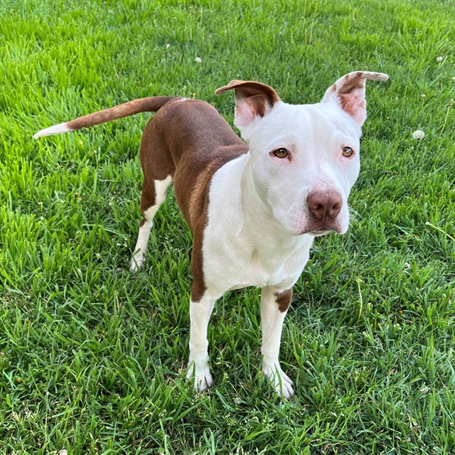 Spec, a American Staffordshire Terrier, available for adoption