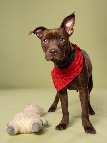 Adelaide, a Terrier, available for adoption