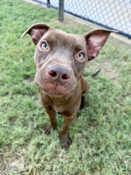 Adelaide, a Terrier, available for adoption