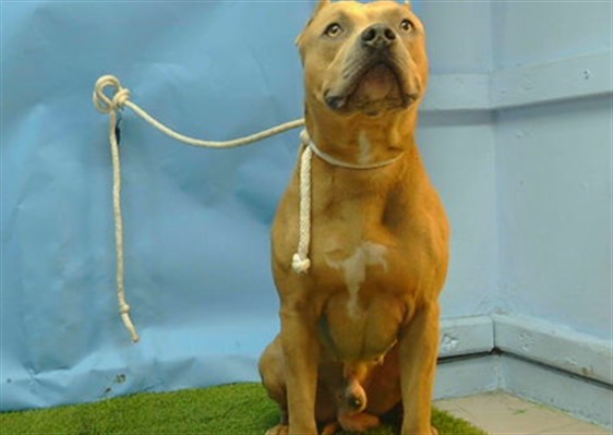 Bidnes, a Pit Bull Terrier, available for adoption