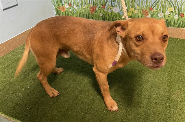Wild Mouse, a Pit Bull Terrier, available for adoption