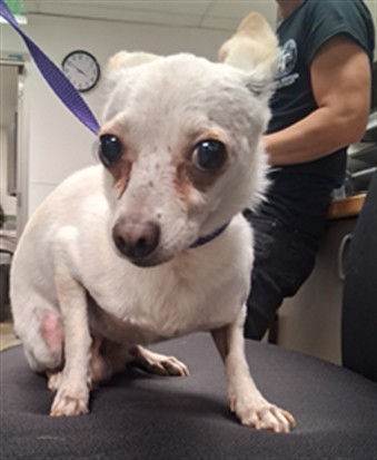 Jimmy, a Chihuahua, available for adoption