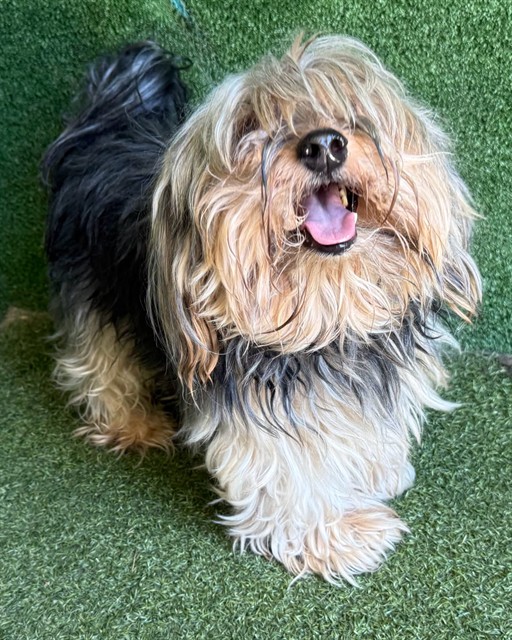 A5792723, a Yorkshire Terrier Yorkie, available for adoption