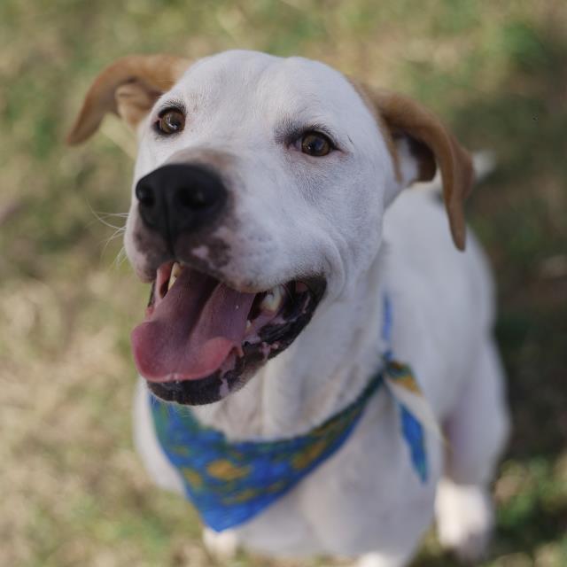 Bubba, a English Pointer, available for adoption