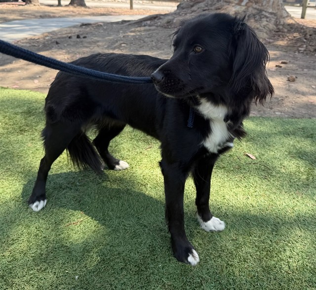 Pepper, a Border Collie, available for adoption
